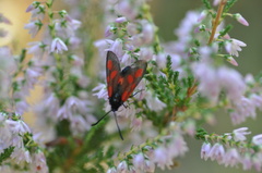 Zygaena nevadensis