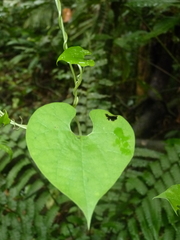Aristolochia gorgona image