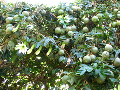 Passiflora pinnatistipula
