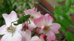 Leptophyes punctatissima