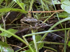 Lithobates sylvaticus image