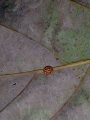 Neocalvia anastomozans