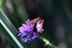 Zygaena cynarae