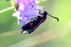 Zygaena cynarae
