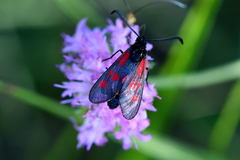 Zygaena cynarae