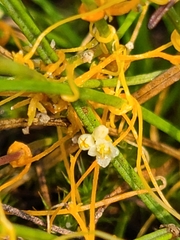 Cuscuta harperi