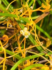Cuscuta harperi