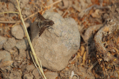 Hemipenthes differens