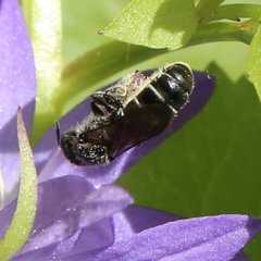 Osmiini