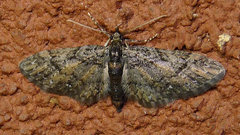 Eupithecia columbiata