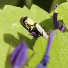 Osmiini