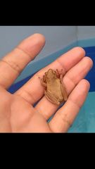 Dendropsophus columbianus