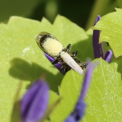 Osmiini
