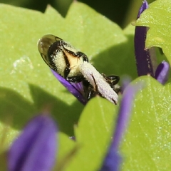Osmiini