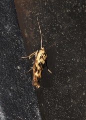 Scythris limbella