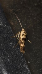 Scythris limbella