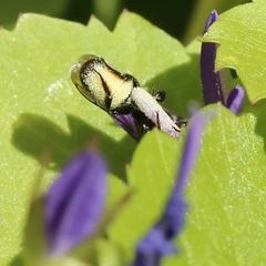 Osmiini