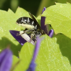 Osmiini