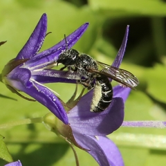 Osmiini