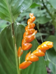 Stromanthe stromanthoides