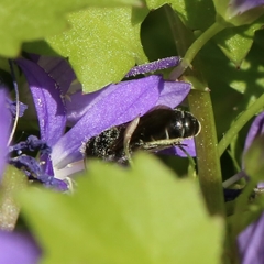 Osmiini