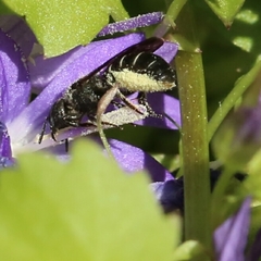 Osmiini