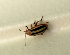 Disonycha leptolineata