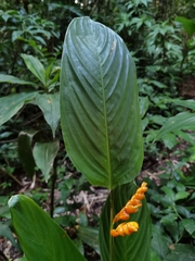 Stromanthe stromanthoides