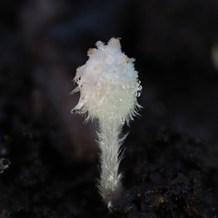 Coprinopsis stercorea