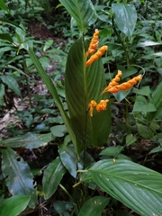 Stromanthe stromanthoides