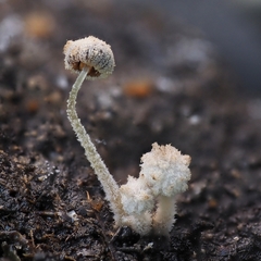 Coprinopsis stercorea