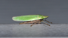 Draeculacephala antica