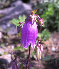 Campanula punctata hondoensis