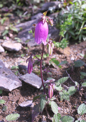 Campanula punctata hondoensis