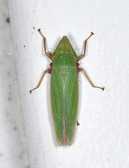 Draeculacephala antica