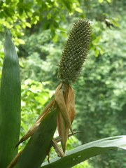 Aechmea mariae-reginae