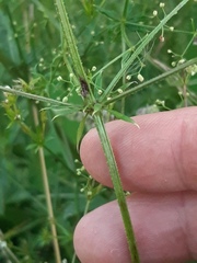 Galium uliginosum