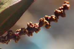 Pleradenophora bilocularis