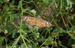 Phyciodes pallescens