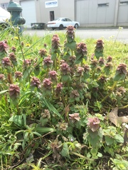 Lamium purpureum purpureum