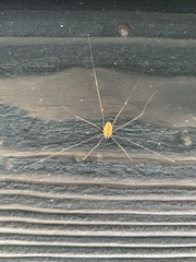 Leiobunum curvipalpe