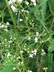 Galium uliginosum