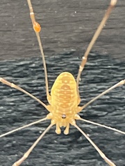 Leiobunum curvipalpe