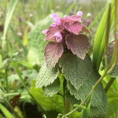Lamium purpureum purpureum