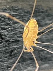 Leiobunum curvipalpe