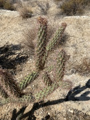 Cylindropuntia ganderi