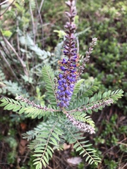 Amorpha canescens