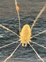 Leiobunum curvipalpe