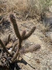 Cylindropuntia ganderi