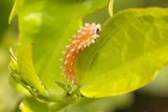 Disonycha quinquelineata